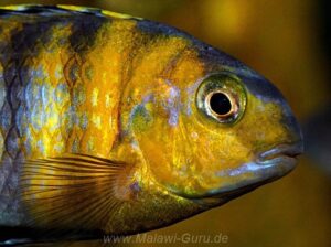 Tropheops sp. 'red cheek' Thumbi West
